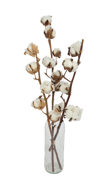 Gałązka suszonej bawełny 6 kwiatów